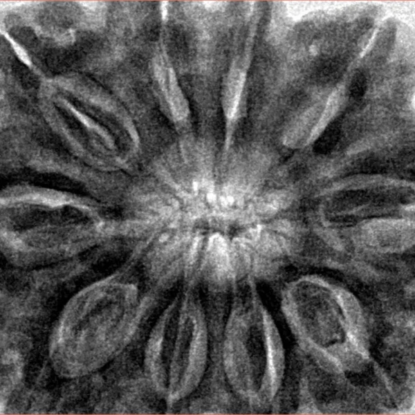 10 Mukhi Rudraksha 34.9mm 10.23gm - Inverse xray