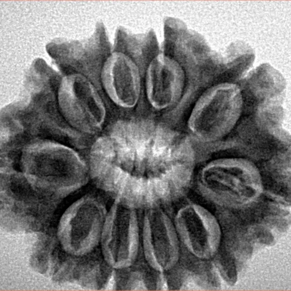 10 Mukhi Rudraksha 27.9mm 5.16gm - Inverse xray