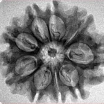 9 Mukhi Rudraksha 27.7mm 3.15gm - Inverse xray