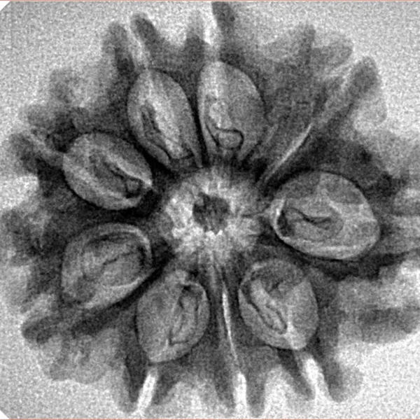 9 Mukhi Rudraksha 27.7mm 3.15gm - Inverse xray