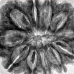 11 Mukhi Rudraksha 31.6mm 7gm - Inverse xray