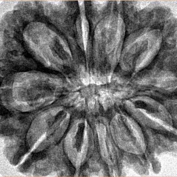 11 Mukhi Rudraksha 31.6mm 7gm - Inverse xray