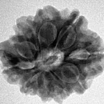 9 Mukhi Ganesh 23.1mm 4.14gm - Inverse xray