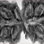 12 MK Gaurishankar 40.9mm 10.08gm - Inverse xray