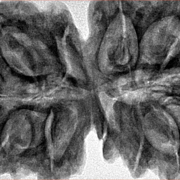 12 MK Gaurishankar 40.9mm 10.08gm - Inverse xray