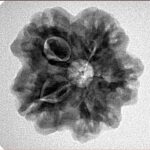 1MK(Underdeveloped) 23.4mm 4.28gm - Inverse xray