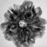 1MK(Underdeveloped) 23.5mm 4gm - Origin: Nepal - Inverse xray