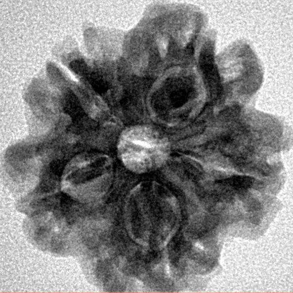 1MK(Underdeveloped) 23.5mm 4gm - Origin: Nepal - Inverse xray