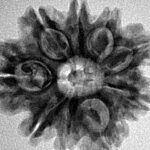 9 Mukhi Rudraksha 25.2mm 4.36gm - Inverse xray