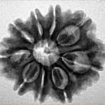 9 Mukhi Rudraksha 25.7mm 4.38gm - Inverse xray