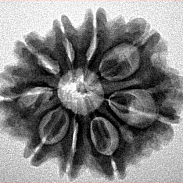 9 Mukhi Rudraksha 25.7mm 4.38gm - Inverse xray