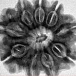 9 Mukhi Rudraksha 27.7mm 6gm - Inverse xray