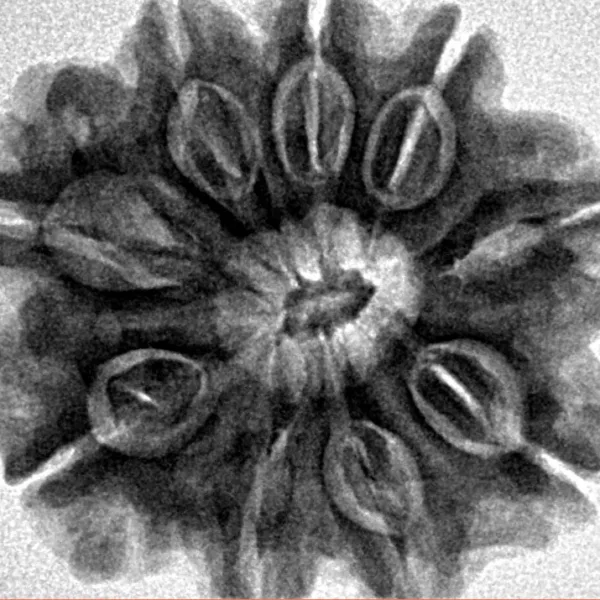 9 Mukhi Rudraksha 27.7mm 6gm - Inverse xray