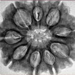 9 Mukhi Rudraksha 29.8mm 5.7gm - Inverse xray