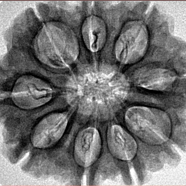 9 Mukhi Rudraksha 29.8mm 5.7gm - Inverse xray