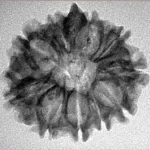 10 Mukhi Ganesh 24.9mm 2.89gm - Inverse xray