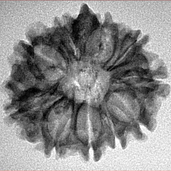 10 Mukhi Ganesh 24.9mm 2.89gm - Inverse xray