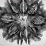 9 Mukhi Rudraksha 30.2mm 6.63gm - Inverse xray