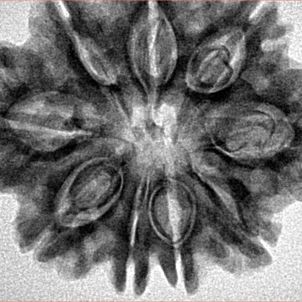 9 Mukhi Rudraksha 30.2mm 6.63gm - Inverse xray