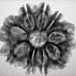 9 Mukhi Rudraksha 25.9mm 4.32gm - Inverse xray