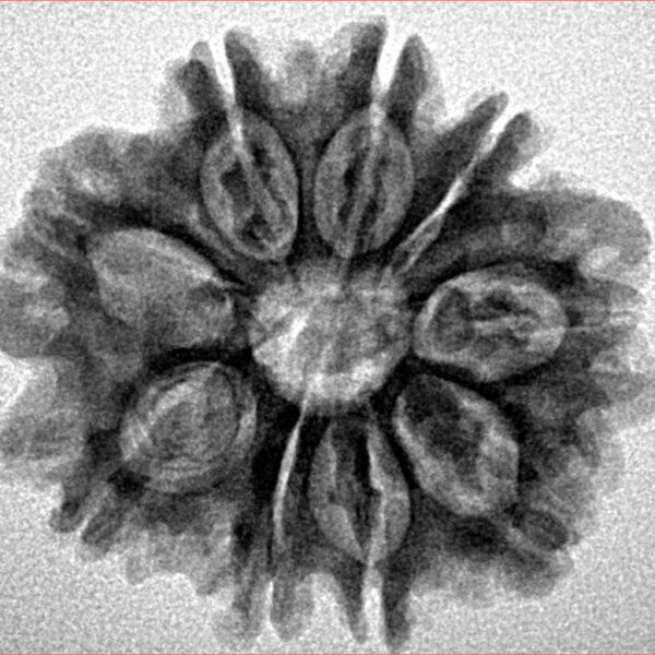 9 Mukhi Rudraksha 25.9mm 4.32gm - Inverse xray