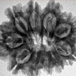 10 Mukhi Rudraksha 27.6mm 4.56gm - Inverse xray