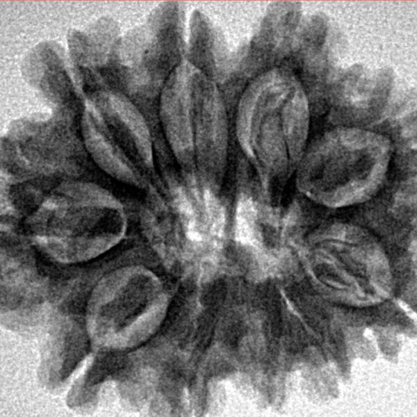 10 Mukhi Rudraksha 27.6mm 4.56gm - Inverse xray