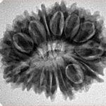 17 Mukhi Rudraksha 28.5mm 4.65gm - Inverse xray