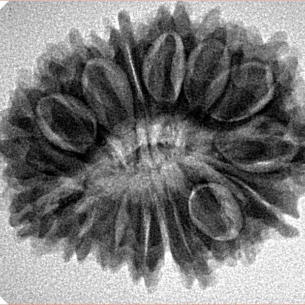 17 Mukhi Rudraksha 28.5mm 4.65gm - Inverse xray