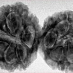 9 MK Gaurishankar 38.8mm 8.31gm - Inverse xray
