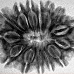 14 Mukhi Rudraksha 28.3mm 4.87gm - Inverse xray