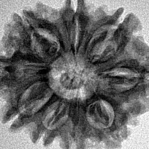 9 Mukhi Rudraksha 25.7mm 4.2gm - Inverse xray