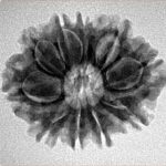 10 Mukhi Rudraksha 25mm 3.57gm - Inverse xray