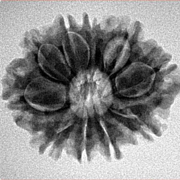 10 Mukhi Rudraksha 25mm 3.57gm - Inverse xray