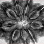 9 Mukhi Rudraksha 31.7mm 8.89gm - Inverse xray