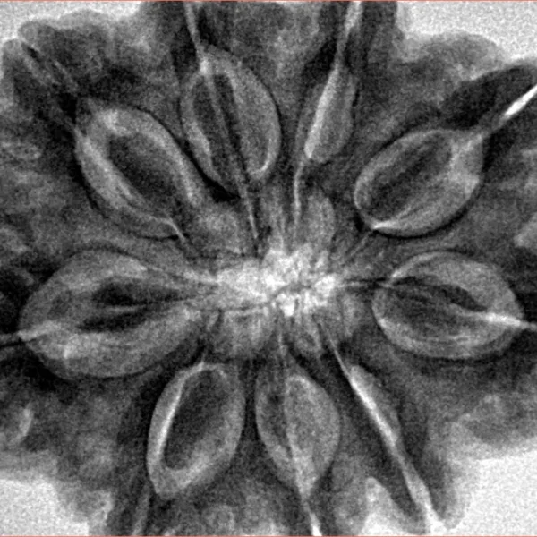 9 Mukhi Rudraksha 31.7mm 8.89gm - Inverse xray