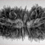 21 Mukhi Garbhgauri 35.3mm 5.75gm - Inverse xray