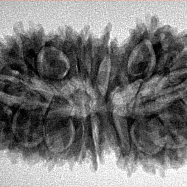 21 Mukhi Garbhgauri 35.3mm 5.75gm - Inverse xray