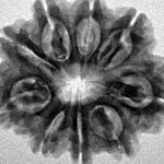 9 Mukhi Rudraksha 25.4mm 4.08gm - Inverse xray