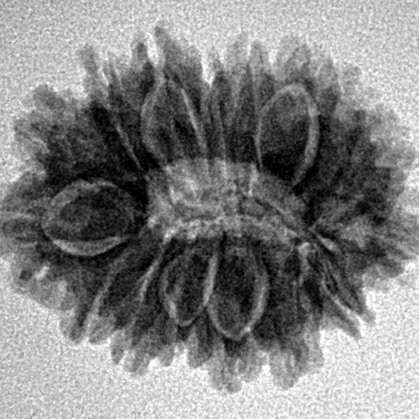 16 Mukhi Rudraksha 24mm 3.19gm - Inverse xray