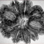 9 Mukhi Rudraksha 30.5mm 5.66gm - Inverse xray