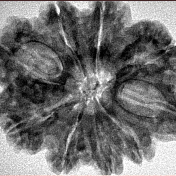 9 Mukhi Rudraksha 30.5mm 5.66gm - Inverse xray