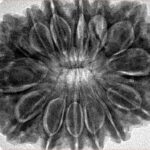 14 Mukhi Rudraksha 33.6mm 8.21gm - Inverse xray