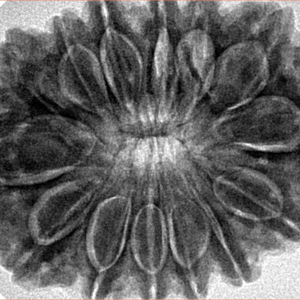 14 Mukhi Rudraksha 33.6mm 8.21gm - Inverse xray