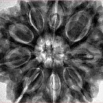 9 Mukhi Rudraksha 32mm 9.35gm - Inverse xray