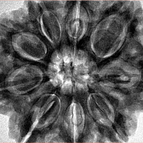 9 Mukhi Rudraksha 32mm 9.35gm - Inverse xray