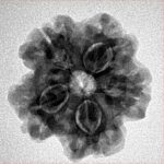 1MK(Underdeveloped) 22.5mm 3.93gm - Inverse xray