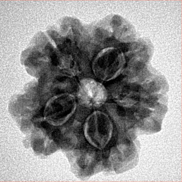 1MK(Underdeveloped) 22.5mm 3.93gm - Inverse xray