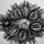 9 Mukhi Rudraksha 26.8mm 4.57gm - Inverse xray