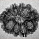 9 Mukhi Rudraksha 25.1mm 3.32gm - Inverse xray